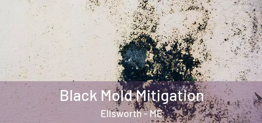  Black Mold Mitigation Ellsworth - ME