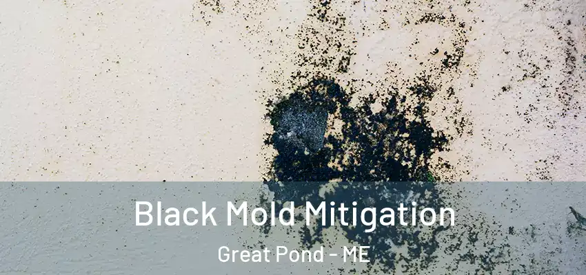 Black Mold Mitigation Great Pond - ME