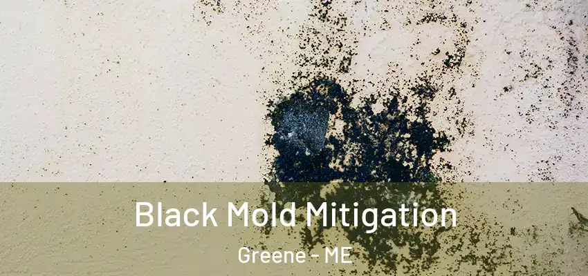  Black Mold Mitigation Greene - ME