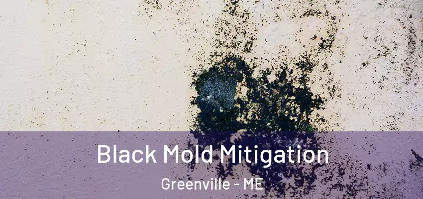  Black Mold Mitigation Greenville - ME