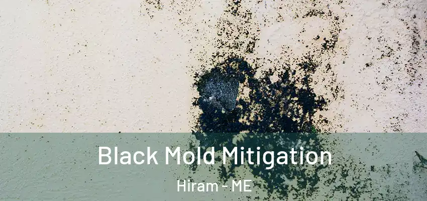  Black Mold Mitigation Hiram - ME