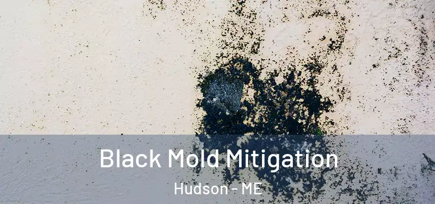  Black Mold Mitigation Hudson - ME