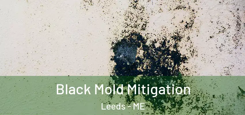  Black Mold Mitigation Leeds - ME