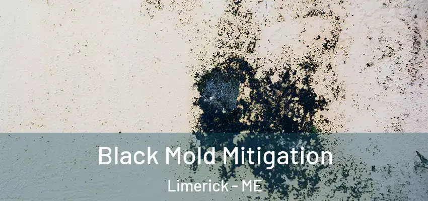 Black Mold Mitigation Limerick - ME