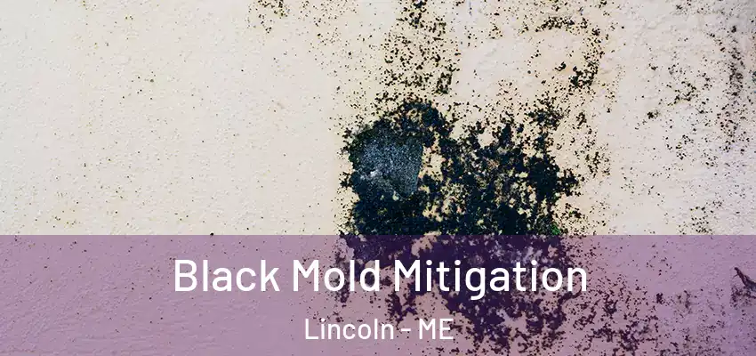  Black Mold Mitigation Lincoln - ME