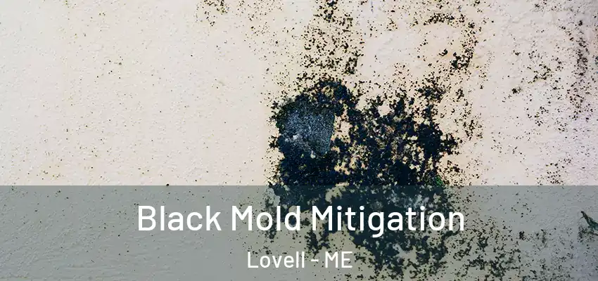  Black Mold Mitigation Lovell - ME
