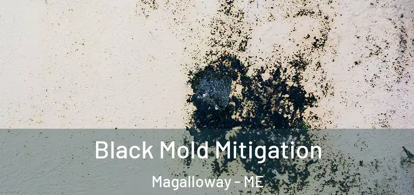  Black Mold Mitigation Magalloway - ME