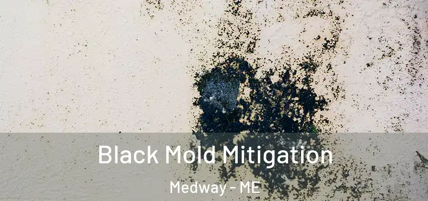 Black Mold Mitigation Medway - ME