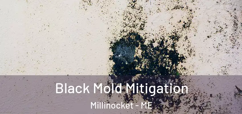  Black Mold Mitigation Millinocket - ME