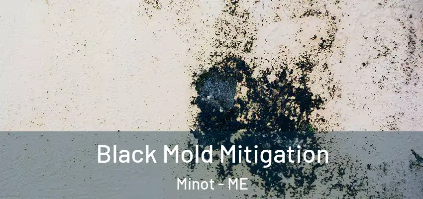  Black Mold Mitigation Minot - ME