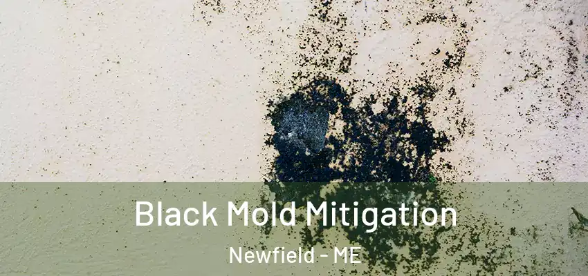  Black Mold Mitigation Newfield - ME