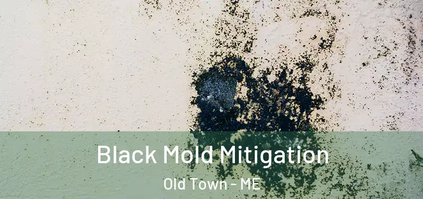  Black Mold Mitigation Old Town - ME