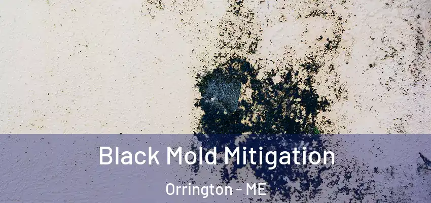  Black Mold Mitigation Orrington - ME