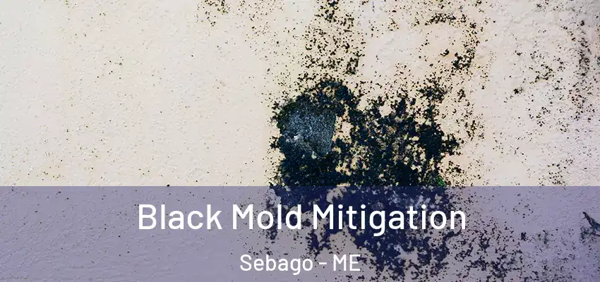  Black Mold Mitigation Sebago - ME