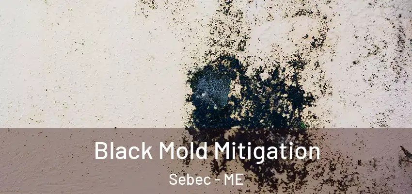  Black Mold Mitigation Sebec - ME