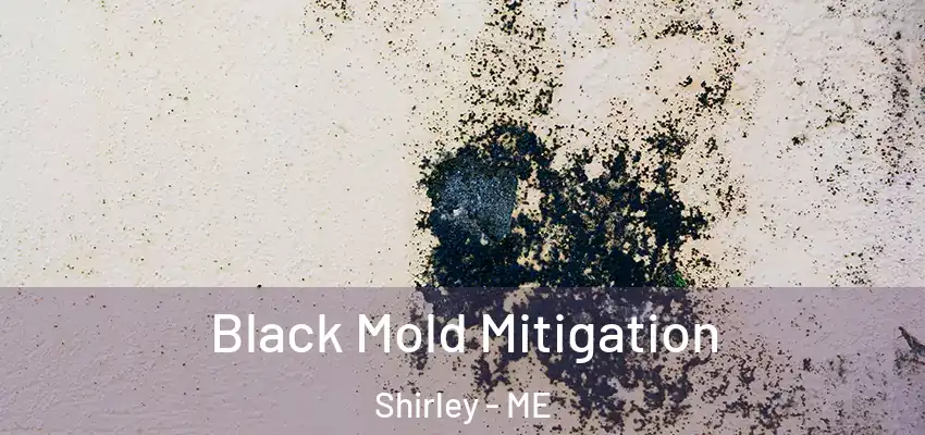Black Mold Mitigation Shirley - ME