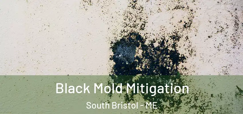 Black Mold Mitigation South Bristol - ME