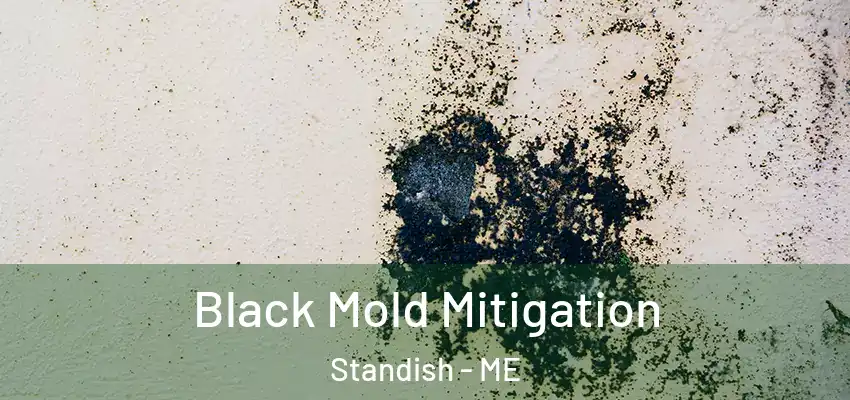 Black Mold Mitigation Standish - ME