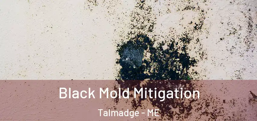 Black Mold Mitigation Talmadge - ME