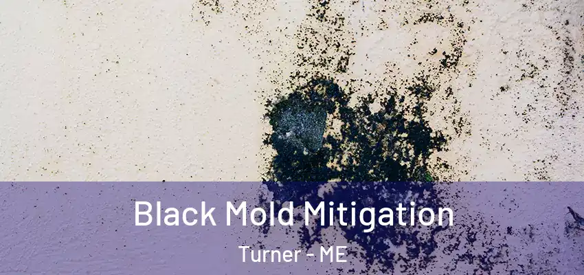  Black Mold Mitigation Turner - ME