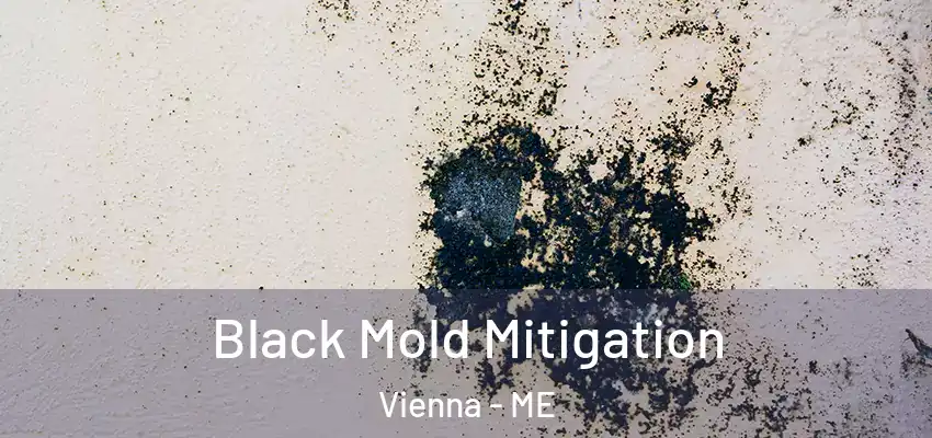  Black Mold Mitigation Vienna - ME