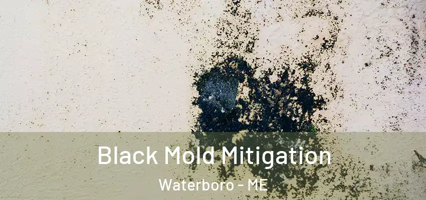 Black Mold Mitigation Waterboro - ME