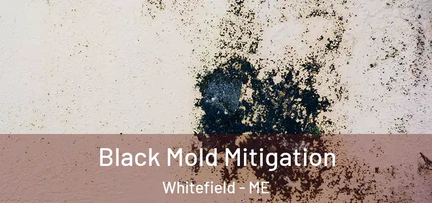  Black Mold Mitigation Whitefield - ME