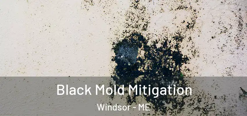 Black Mold Mitigation Windsor - ME