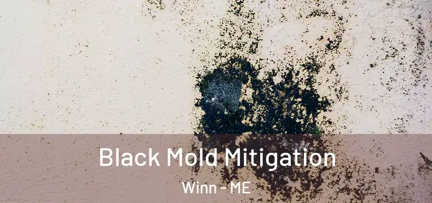 Black Mold Mitigation Winn - ME