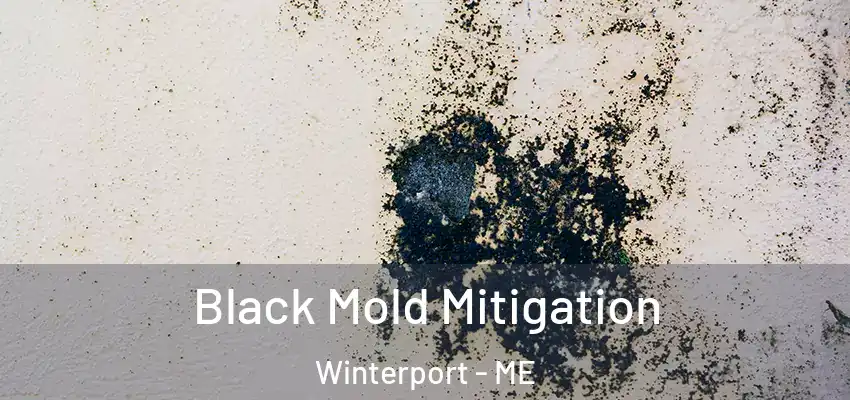  Black Mold Mitigation Winterport - ME