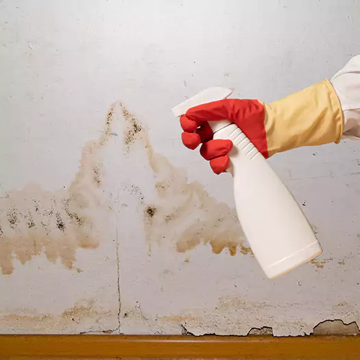 Trusted Black Mold Mitigation Specialists in Lincoln, ME