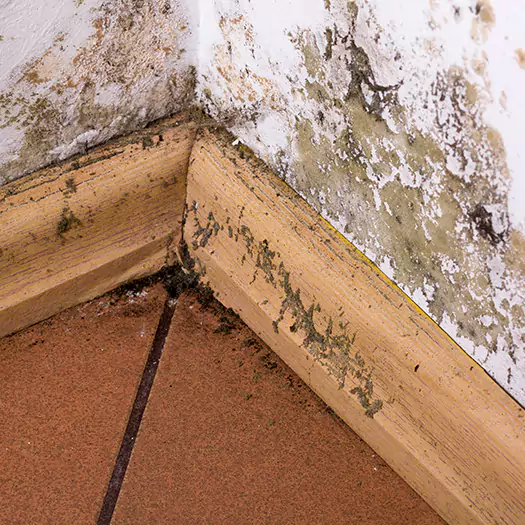 Trusted Cleaning Mold Off Wood Specialists in Lincoln, ME