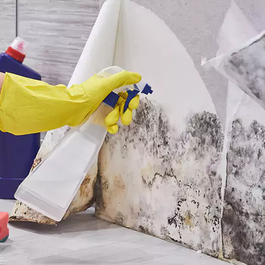 Reliable Mold Abatement Specialists in Lincoln, ME