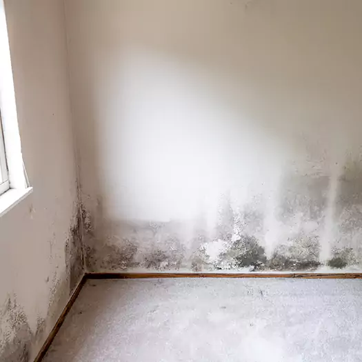 Trusted Mold Cleanup Specialists in Lincoln, ME