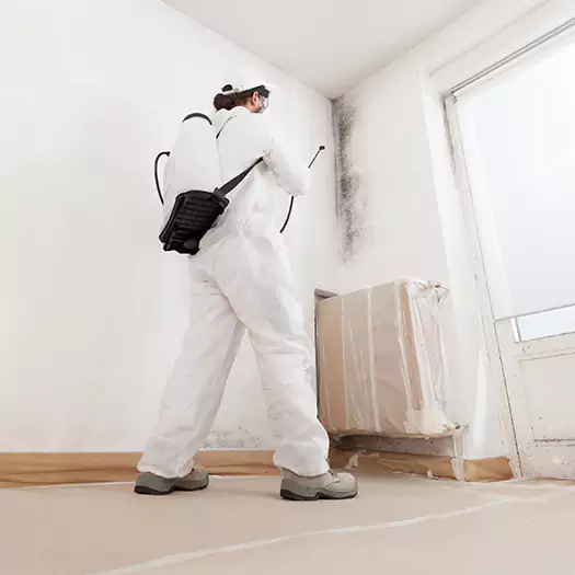 Trusted Mold Damage Experts in Lincoln, ME
