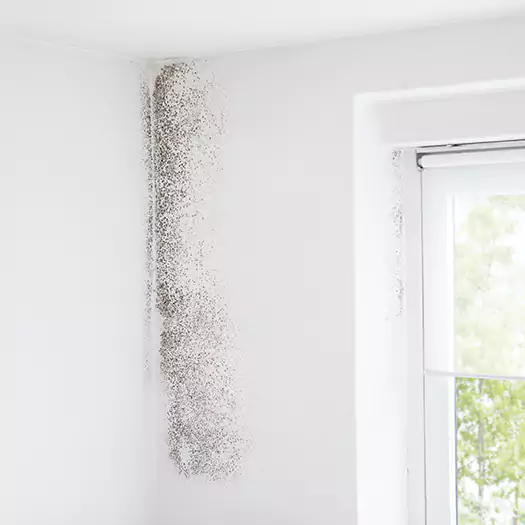 Trusted Mold Eradication Professionals Serving in Lincoln, ME