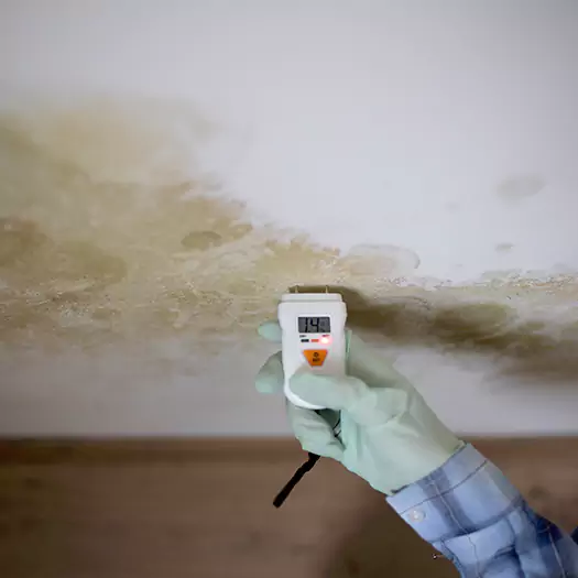 Reliable Mold Inspection Experts in Lincoln, ME