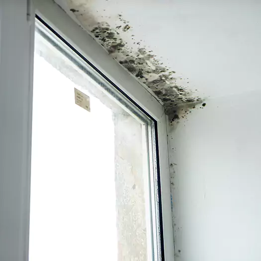 Trusted Mold on Bathroom Ceiling Experts in Lincoln, ME