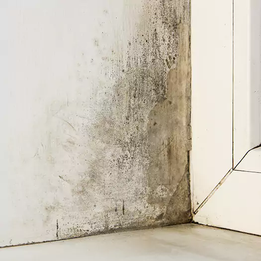 Skilled Mold on Drywall Experts in Lincoln, ME