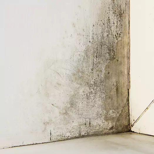 #1 Mold Remediation and Removal Experts in Lincoln, ME