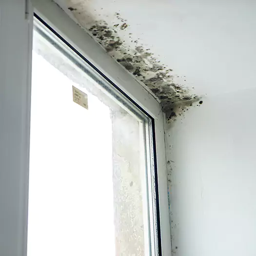 Reliable Mold Treatment Specialists in Lincoln, ME
