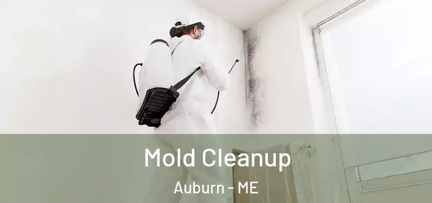  Mold Cleanup Auburn - ME