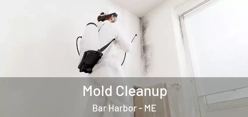  Mold Cleanup Bar Harbor - ME