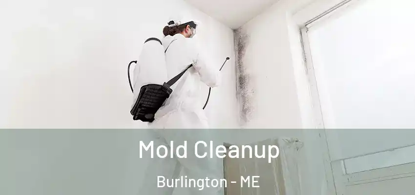  Mold Cleanup Burlington - ME