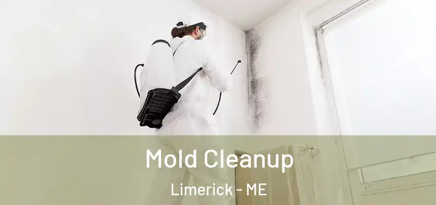 Mold Cleanup Limerick - ME