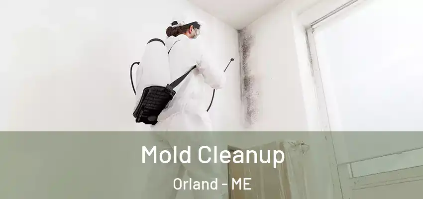  Mold Cleanup Orland - ME