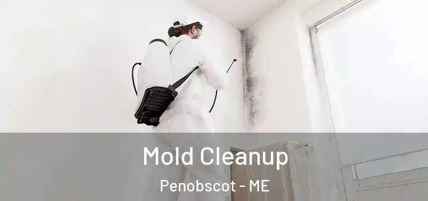 Mold Cleanup Penobscot - ME