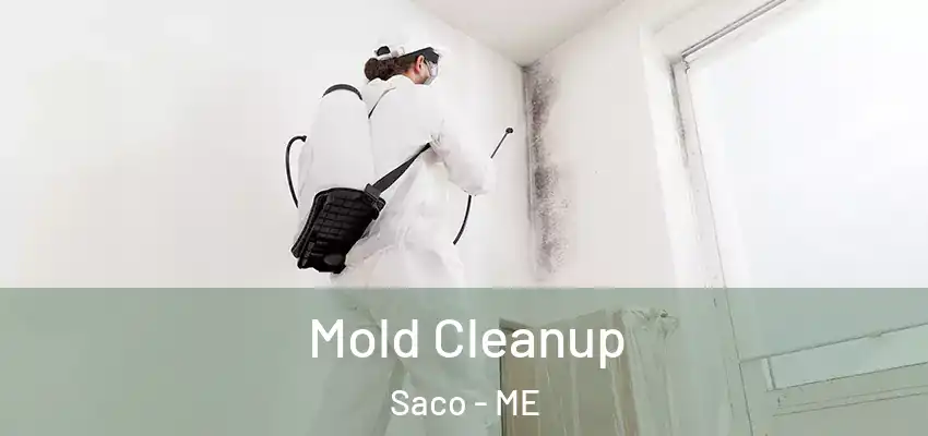 Mold Cleanup Saco - ME