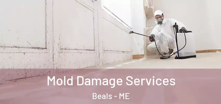  Mold Damage Services Beals - ME