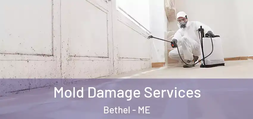  Mold Damage Services Bethel - ME